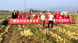 德宏盈江县马铃薯采收现场会 德宏盈江县马铃薯采收现场会